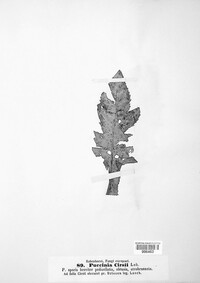 Puccinia cirsii image